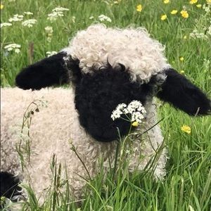 Meet your Posher, Wendy